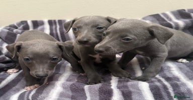 Whippet dogs - Advert 5
