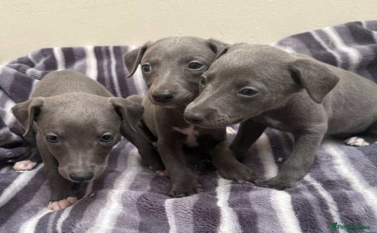 Whippet dogs - Advert 1