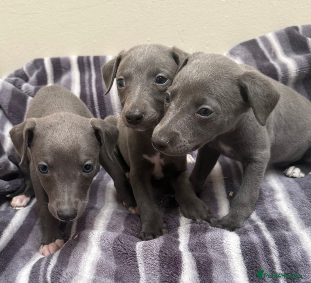 Whippet dogs for sale: Beautiful Whippets - Image 1