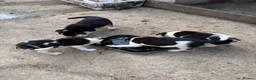 Border Collie dogs for sale: Border collie pups  in Haltwhistle - Advert 6