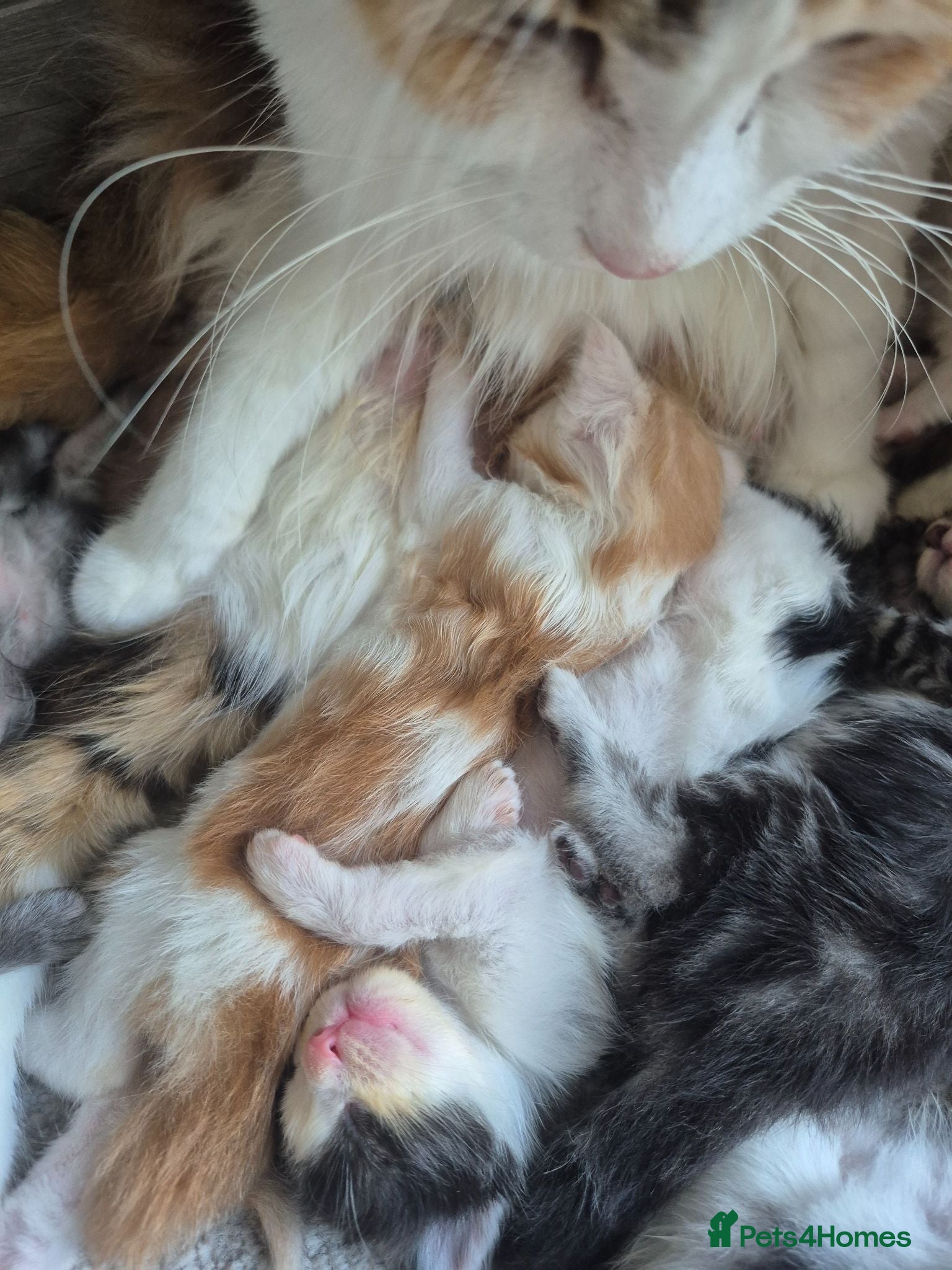 Maine Coon cats Maine coon baby floofs - Advert 1