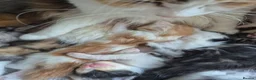 Maine Coon cats for sale: Maine coon baby floofs in Ivybridge - Advert 6