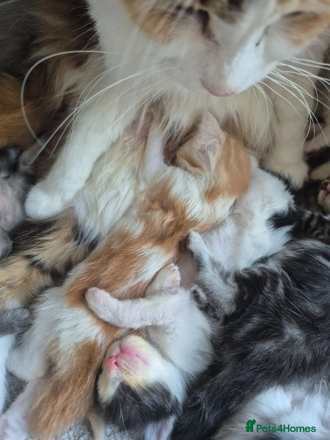 Maine Coon cats for sale: Maine coon baby floofs - Advert 1
