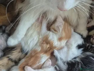 Maine Coon cats Maine coon baby floofs - Advert 9