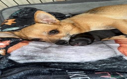 Chug dogs for sale: Beautiful chugs - Image 5
