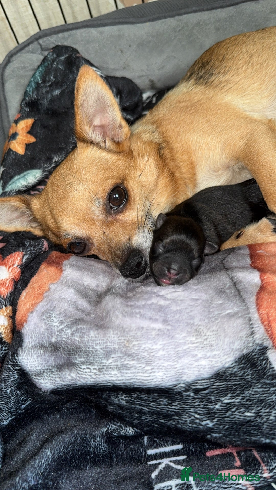 Chug dogs for sale: Beautiful chugs - Image 5