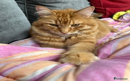 British Longhair cats for sale: Beautiful Ginger Male Cat - Gus - Advert 6