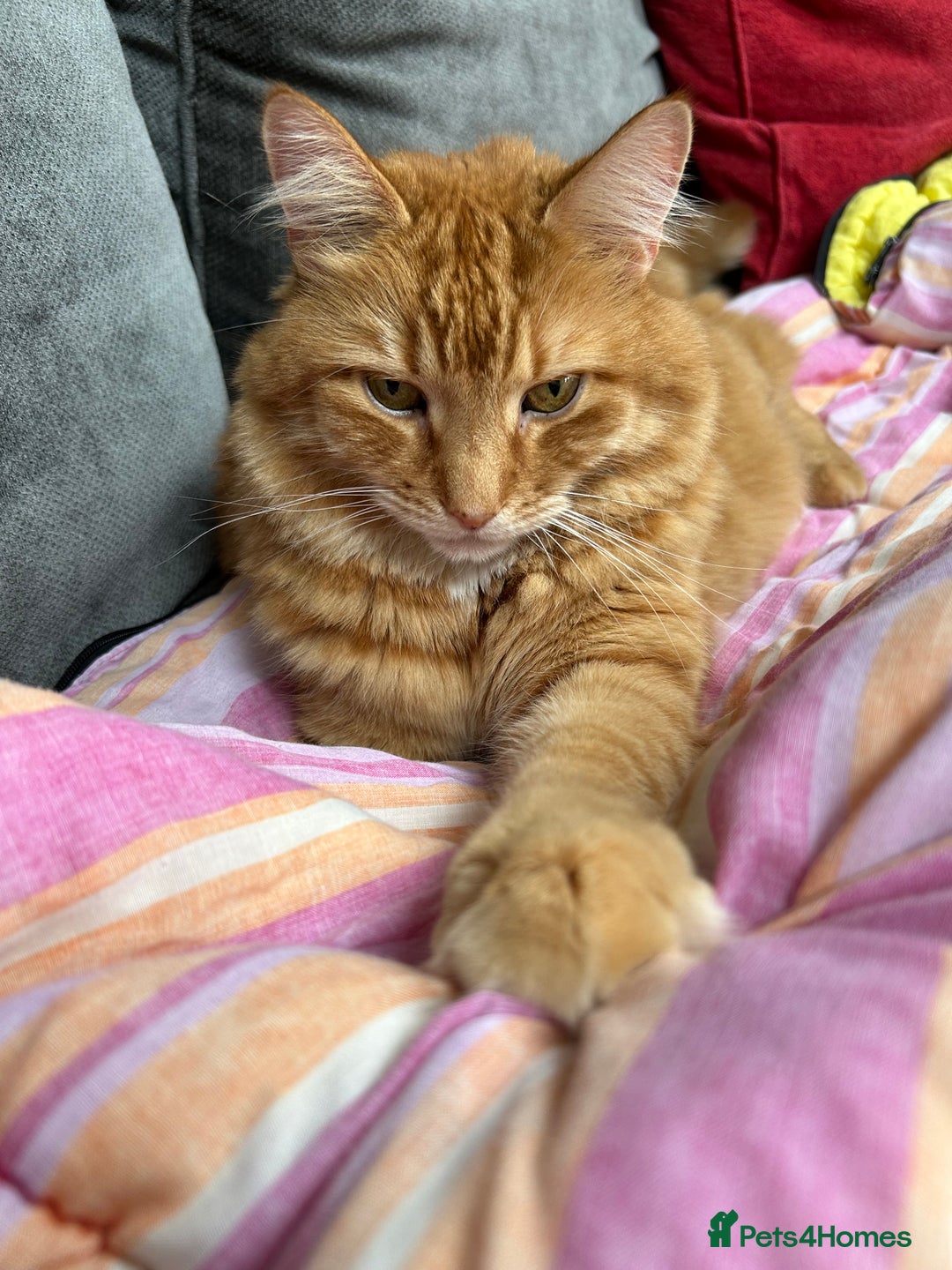 British Longhair cats for sale: Beautiful Ginger Male Cat - Gus - Advert 6