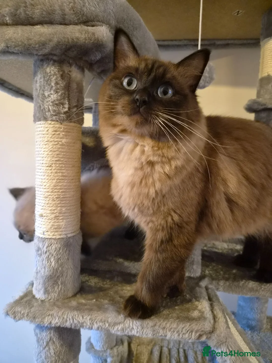 Ragdoll cats for sale: Last beautiful Ragdoll boy  - Advert 1