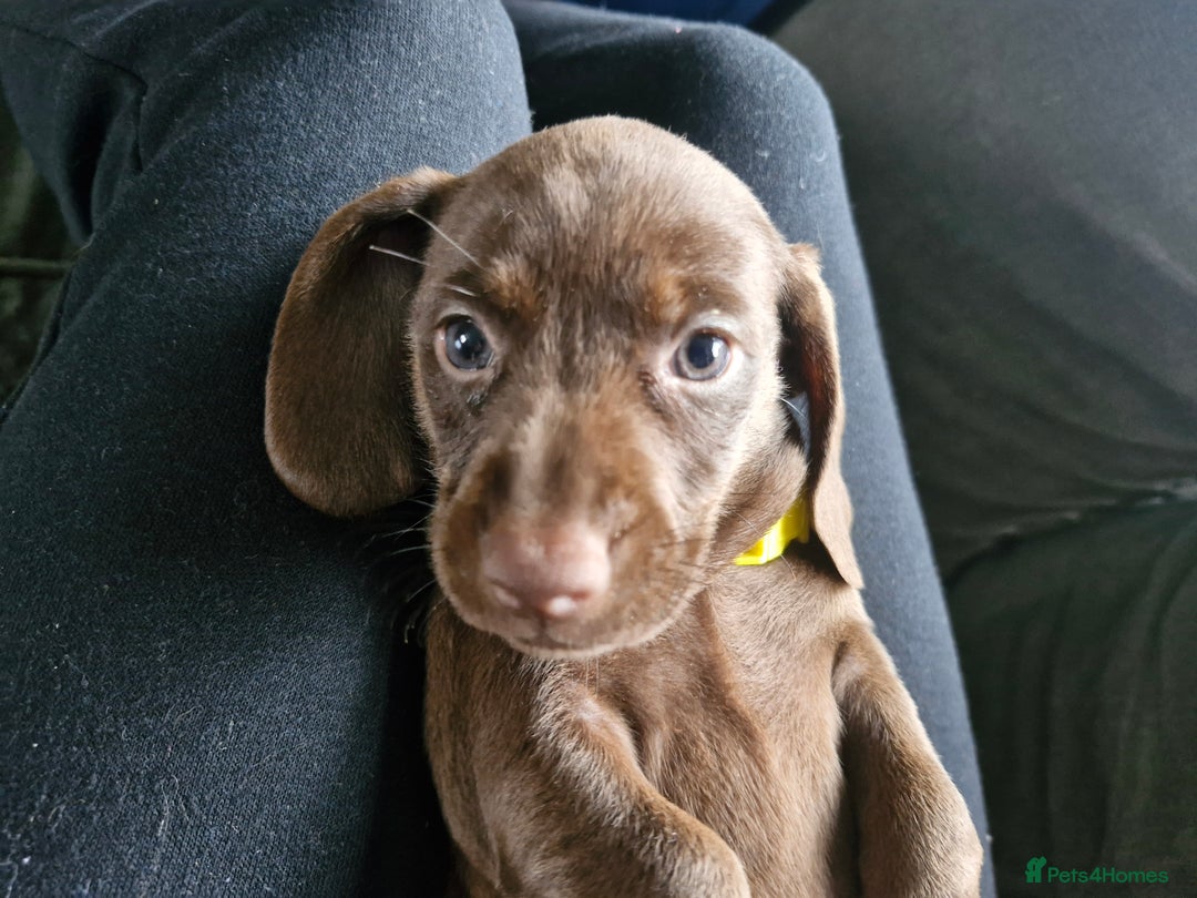 Miniature Dachshund dogs for sale: Miniature dachshund  - Image 6