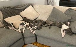 Whippet dogs for sale: ⭐️ Beautifully bred whippet pups ⭐️ - Image 19