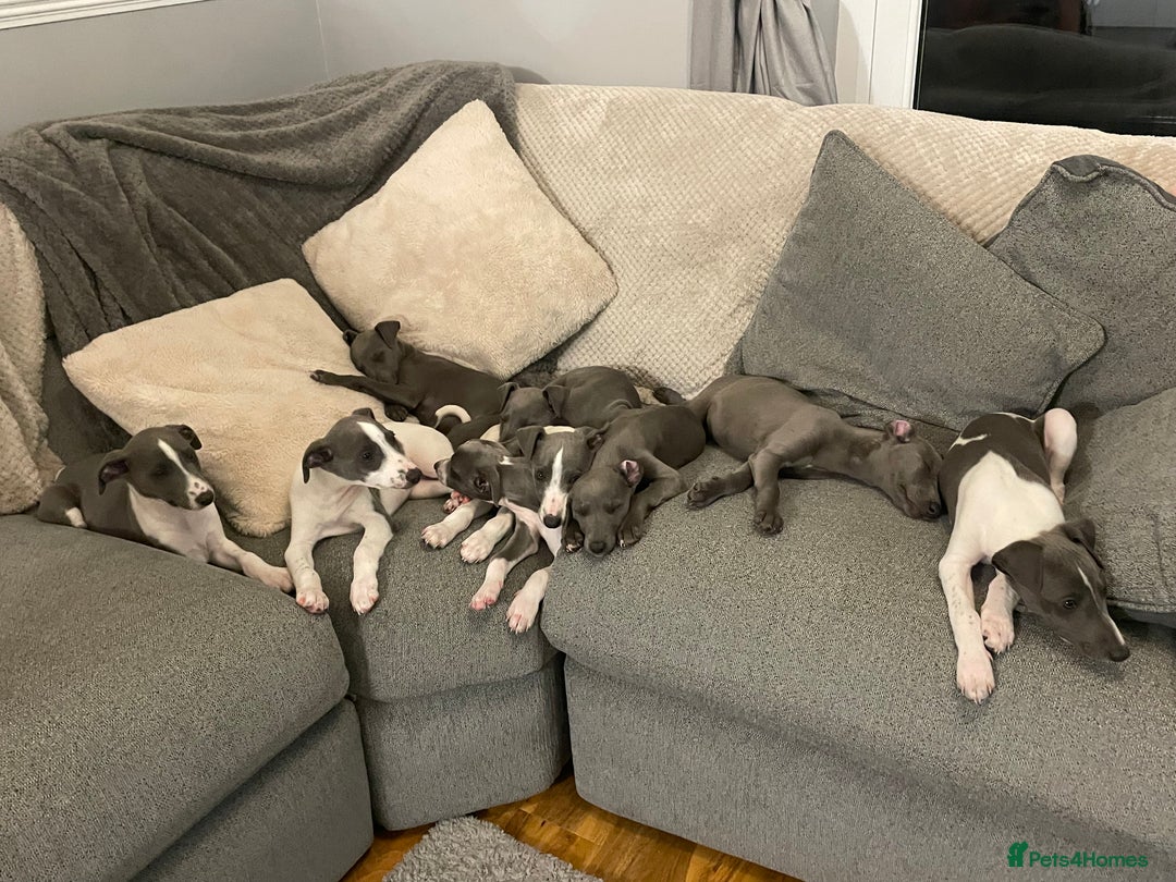 Whippet dogs for sale: ⭐️ Beautifully bred whippet pups ⭐️ - Image 19