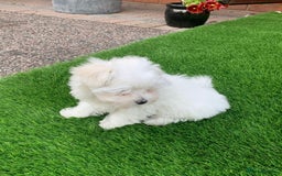 Maltese dogs for sale: Kc registered Maltese boys - Image 8