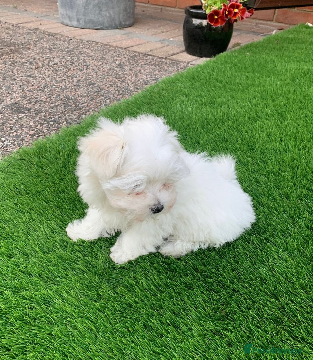 Maltese dogs for sale: Kc registered Maltese boys - Image 8