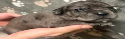 Mastiff dogs for sale: Mastiff hybrids  in Lancing - Advert 10