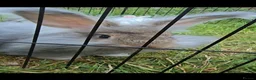 Angora rabbits for sale: ❤️Stunning full- face English Angora Babies❤️ - Advert 4