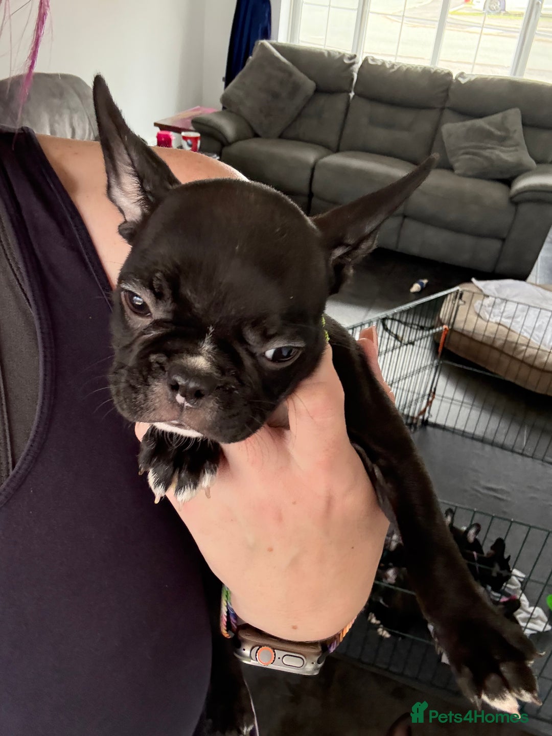 Mixed Breed dogs for sale: Frenchtons - Boston Terrier x Frenchie - Image 40