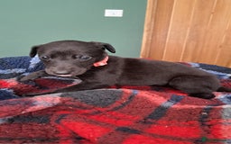 Greyhound dogs for sale: Irish Greyound Puppies  - Image 10