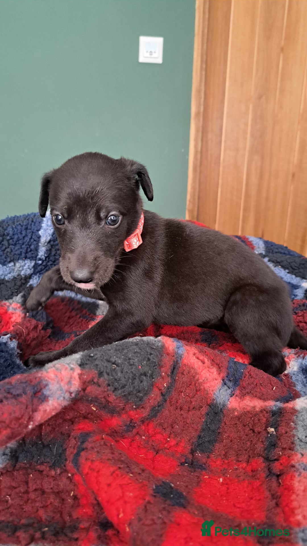 Greyhound dogs for sale: Irish Greyound Puppies  - Image 10