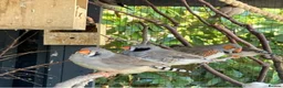 Finches birds for sale: Rosa bourkes parakeet, diamond doves, zebra finch - Advert 3