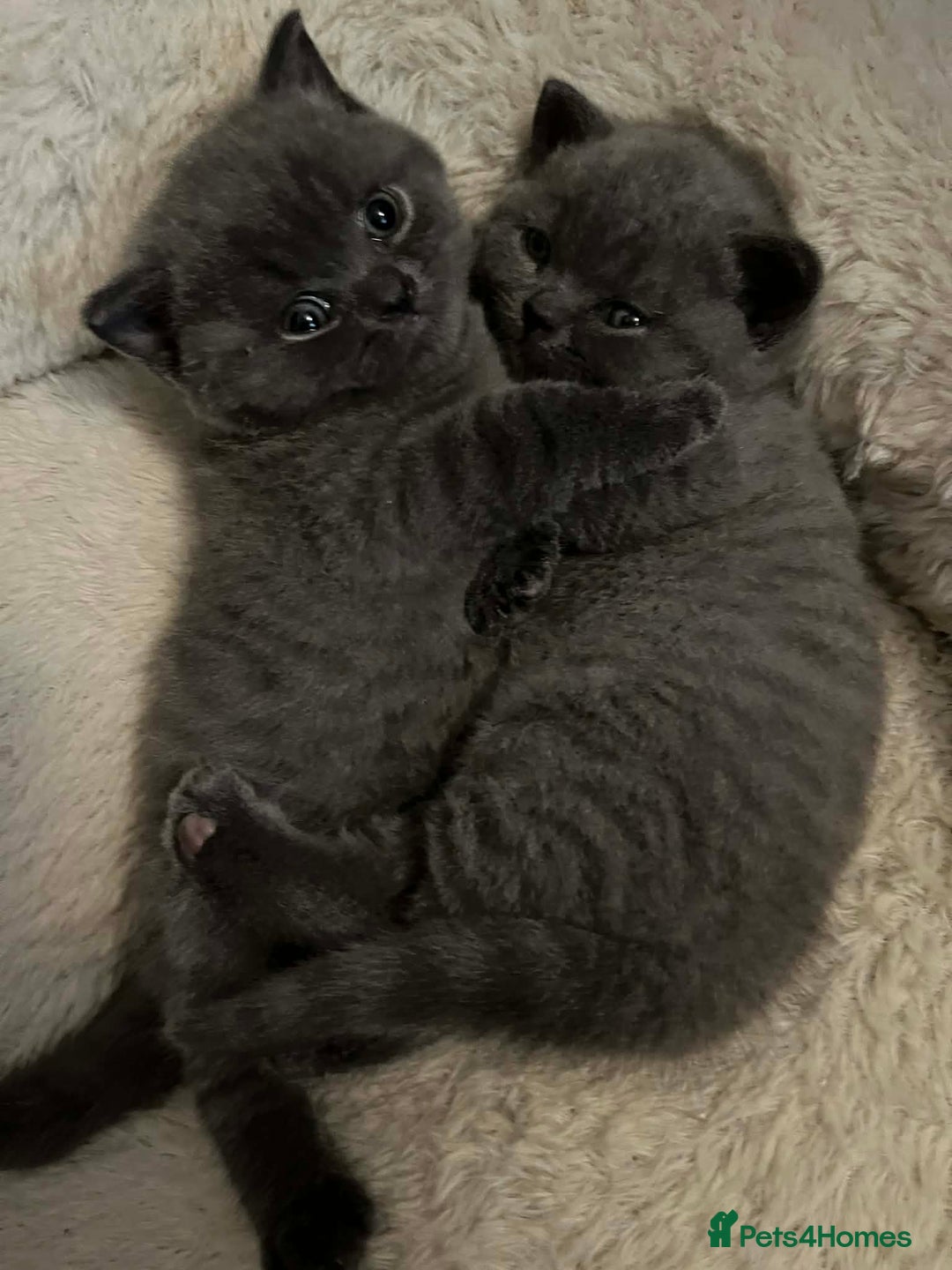 British Shorthair cats for sale: BEAUTIFUL BRITISH SHORTHAIRS - Advert 4