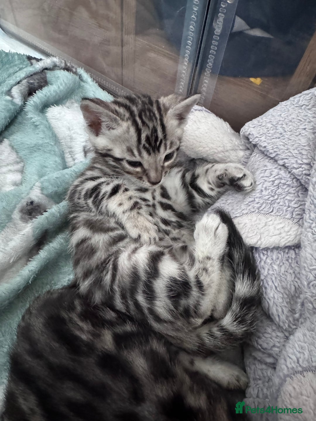 Bengal cats for sale: Ready mid March. Stunning TICA-registered Bengals  - Advert 31
