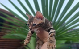 Bengal cats for sale: Stunning pure Bengal Kittens - Image 23