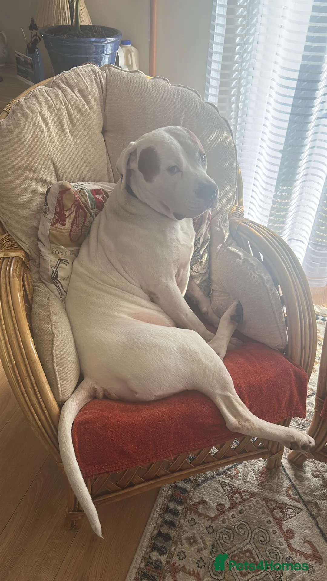 American Bulldog dogs for stud: Frank  in Bolton - Advert 2