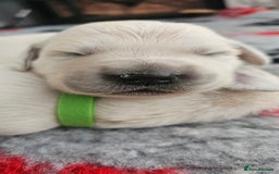 Golden Retriever dogs for sale: GOLDEN RETRIEVER PUPPIES - you will fall in love  - Image 14