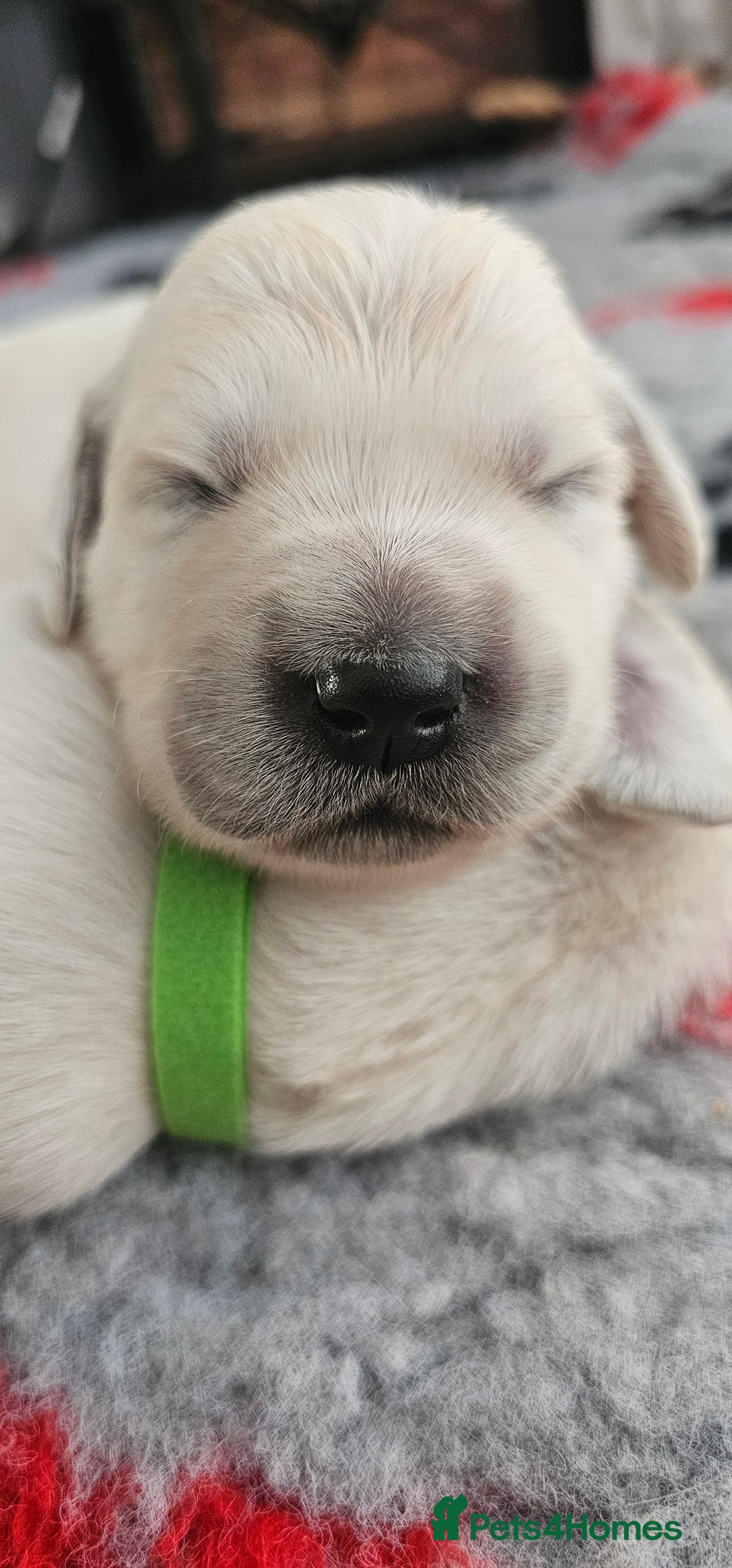Golden Retriever dogs for sale: GOLDEN RETRIEVER PUPPIES - you will fall in love  - Image 14