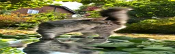 Maine Coon cats for sale: Active females some Champions - Advert 9