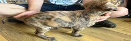 Lurcher dogs for sale: Lurcher pups  - Advert 4