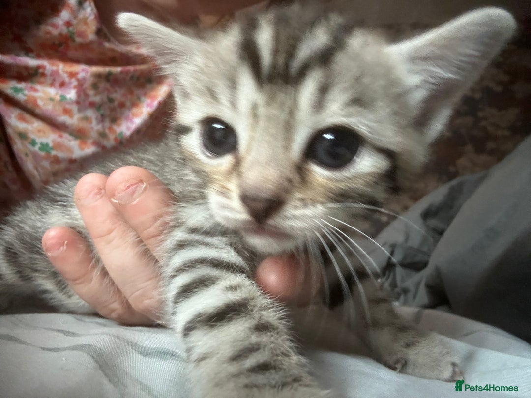 Bengal cats for sale: Pedigree bengal kittens  - Image 4