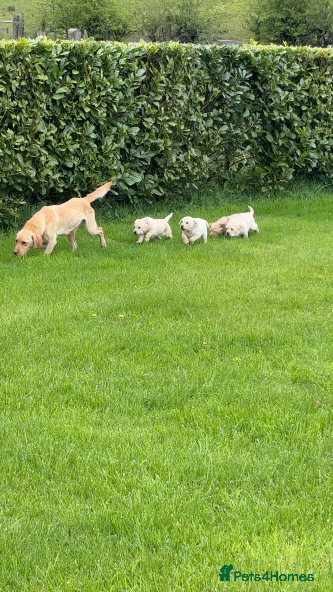 Labrador Retriever dogs Yellow Labrador male puppies - 1 remaining - Advert 1
