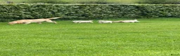 Labrador Retriever dogs for sale: Yellow Labrador male puppies - 1 remaining in Newry - Advert 1