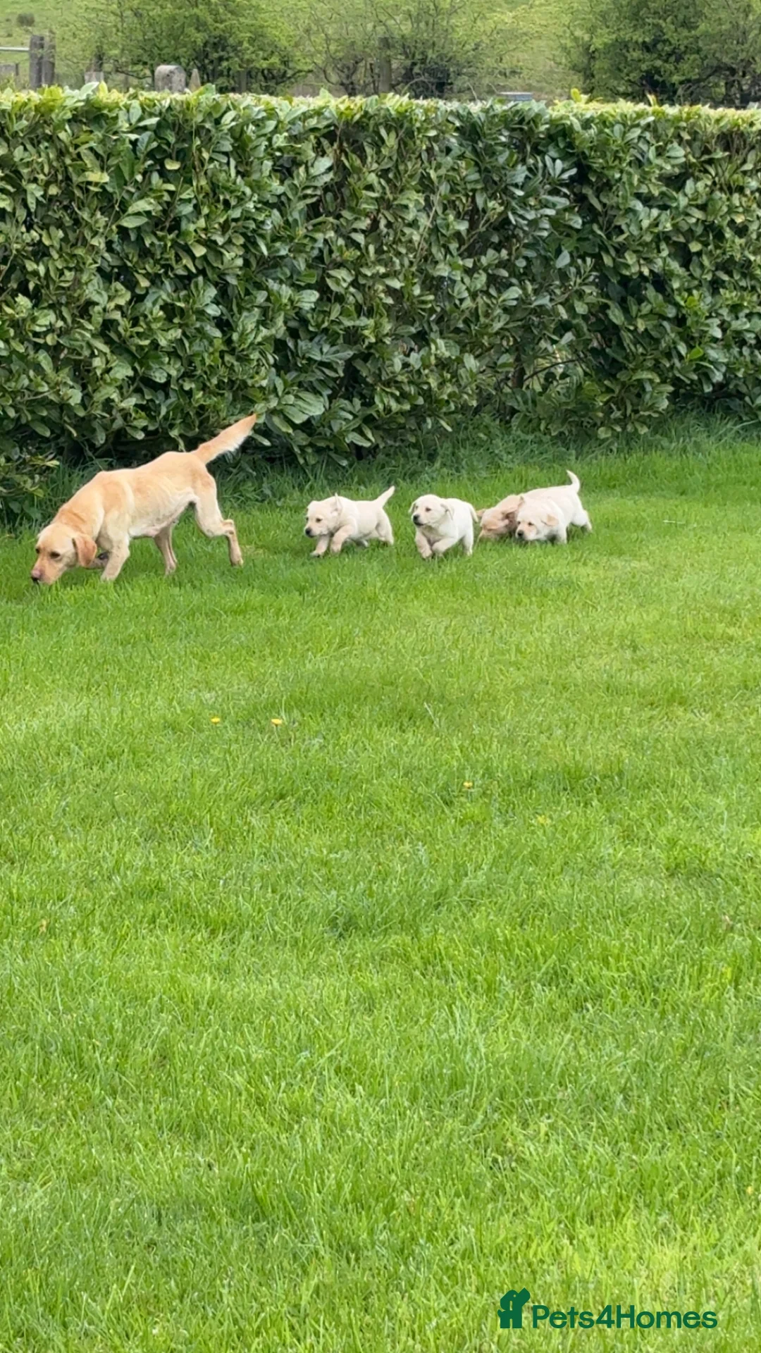 Labrador Retriever dogs for sale: Yellow Labrador male puppies - 1 remaining in Newry - Advert 1