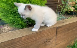 Ragdoll cats for sale: Half breed Ragdoll female kitten available  - Image 6