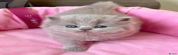 British Longhair cats for sale: Stunning lilac longhair British shorthair kittens. - Advert 4