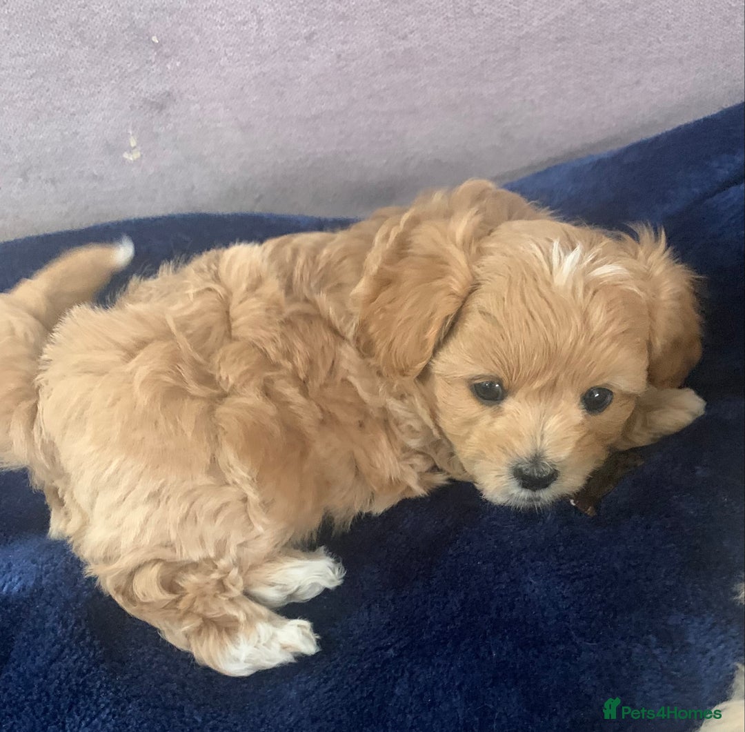 Maltipoo dogs for sale: Maltipoo puppies for sale  - Advert 3