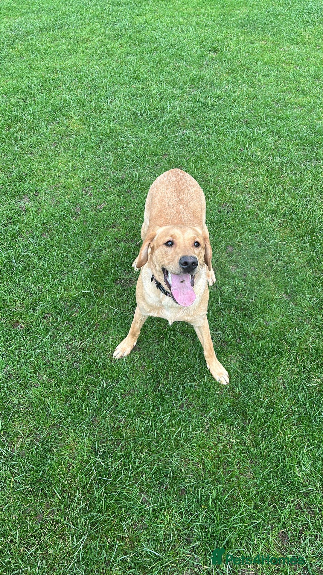 Labrador Retriever dogs for sale: Kc registered Labrador puppies ⭐️⭐️⭐️⭐️⭐️ - Image 2