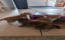 Maine Coon cats for sale: Main coon cross with British short hair - Image 4