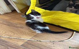 Mixed Breed cats for sale: 2 kittens  - Image 2