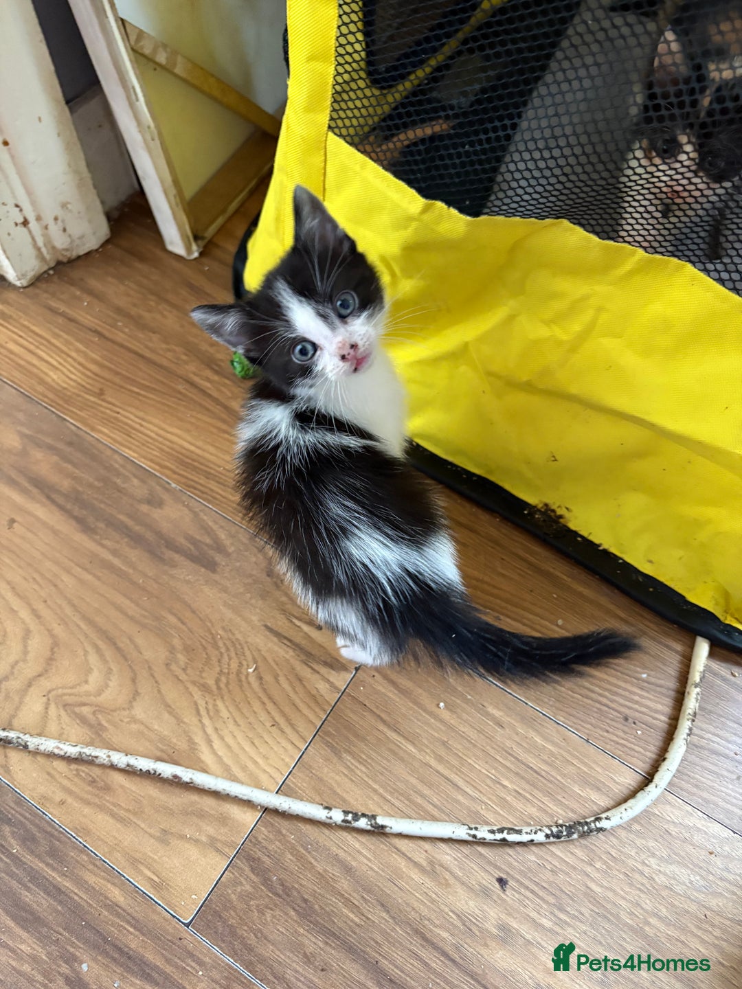 Mixed Breed cats for sale: 2 kittens  - Image 2