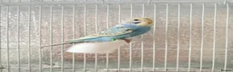 Budgerigars birds for sale: Baby budgies  - Advert 5