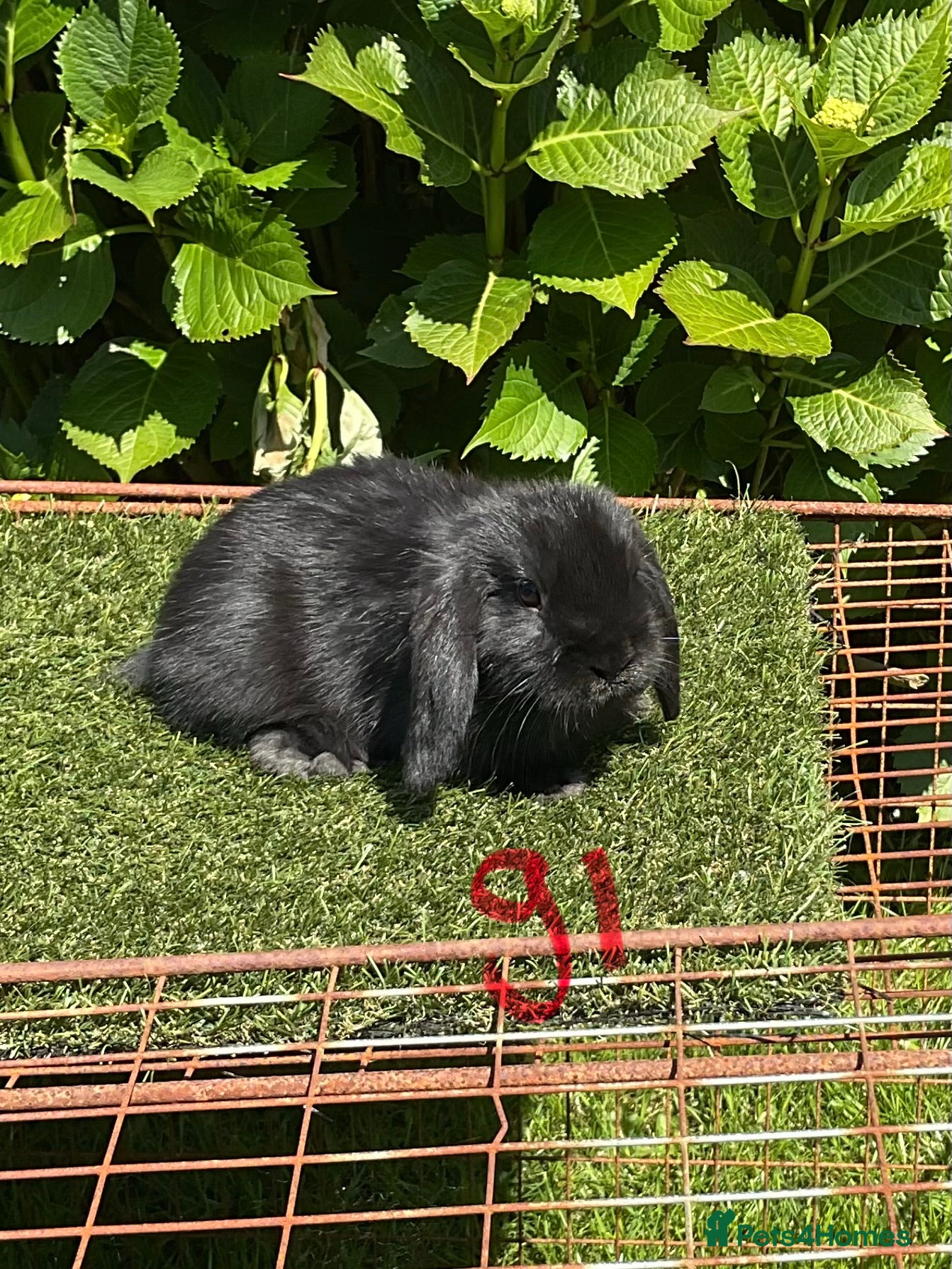 Mini Lop rabbits Pure bred mini lops baby Rabbits. - Advert 2