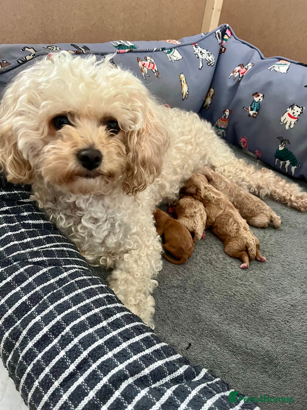 Poochon dogs for sale: 1 female 1 male Poochon puppy.  - Image 17