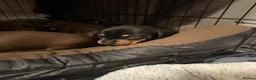 Dachshund dogs for sale: Dachshunds  - Advert 3
