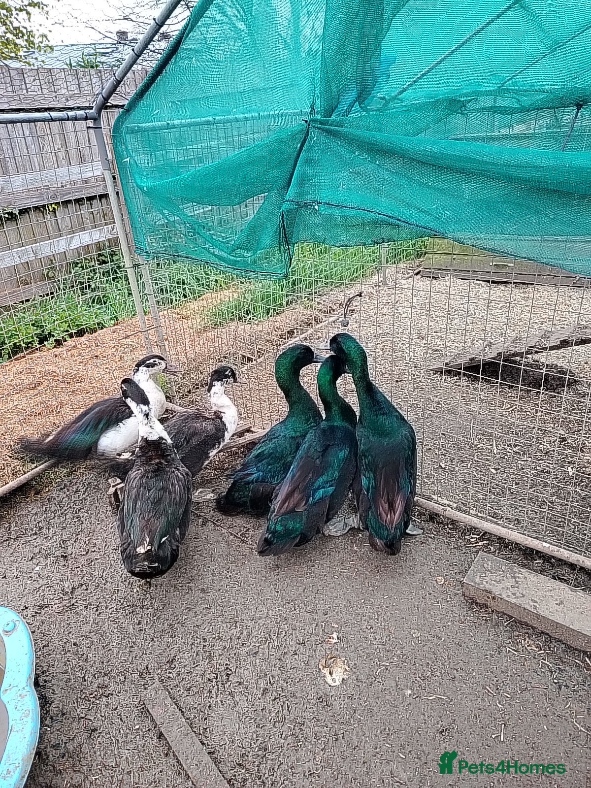 Ducks poultry 6 male Cayuga drakes, may split - Advert 1