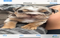 English Bulldog dogs for stud: Almighty Enzo Direct Iceman Son in Wirral - Image 11