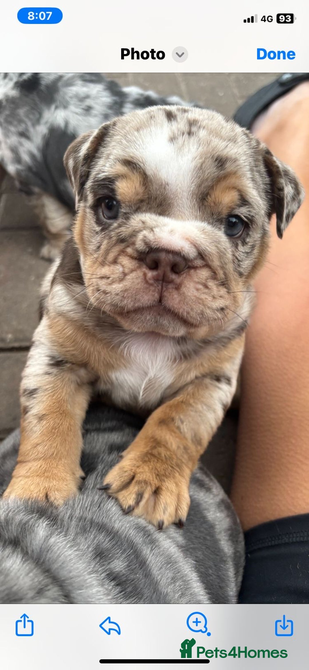 English Bulldog dogs for stud: Almighty Enzo Direct Iceman Son in Wirral - Image 11
